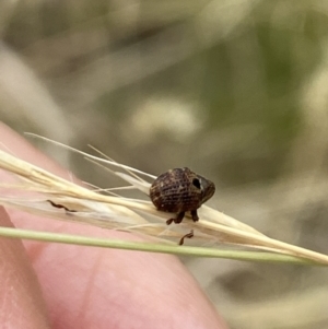 Haplonyx sp. (genus) at Aranda, ACT - 22 Jan 2023