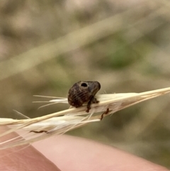 Haplonyx sp. (genus) at Aranda, ACT - 22 Jan 2023