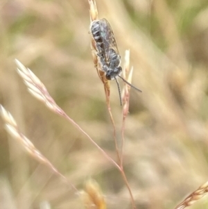 Lasioglossum (Chilalictus) sp. (genus & subgenus) at Aranda, ACT - 21 Jan 2023 05:11 PM