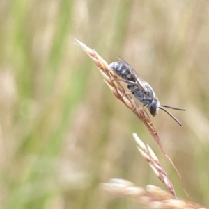 Lasioglossum (Chilalictus) sp. (genus & subgenus) at Aranda, ACT - 21 Jan 2023 05:11 PM