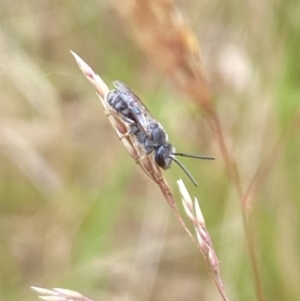 Lasioglossum (Chilalictus) sp. (genus & subgenus) at Aranda, ACT - 21 Jan 2023 05:11 PM