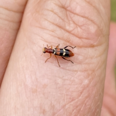 Lemidia bella (Checkered beetle) at Aranda, ACT - 22 Jan 2023 by Jubeyjubes