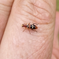 Lemidia bella (Checkered beetle) at Aranda, ACT - 21 Jan 2023 by Jubeyjubes