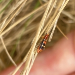 Lemidia bella at Aranda, ACT - 22 Jan 2023 10:05 AM