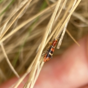 Lemidia bella at Aranda, ACT - 22 Jan 2023 10:05 AM