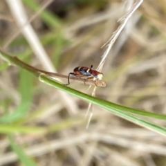 Lemidia bella at Aranda, ACT - 22 Jan 2023 10:05 AM