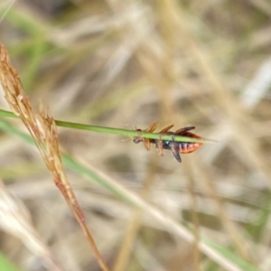 Lemidia bella at Aranda, ACT - 22 Jan 2023