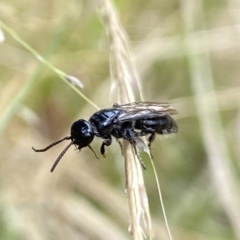 Unidentified Wasp (Hymenoptera, Apocrita) at Aranda, ACT - 22 Jan 2023 by Jubeyjubes