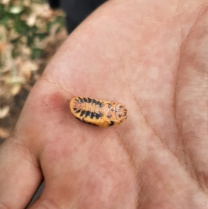 Monophlebulus sp. (genus) at Durras North, NSW - 16 Jan 2023