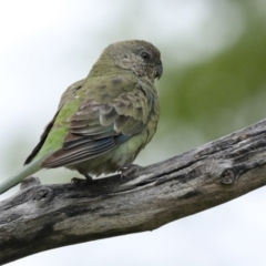 Psephotus haematonotus (Red-rumped Parrot) at Higgins, ACT - 19 Jan 2023 by AlisonMilton