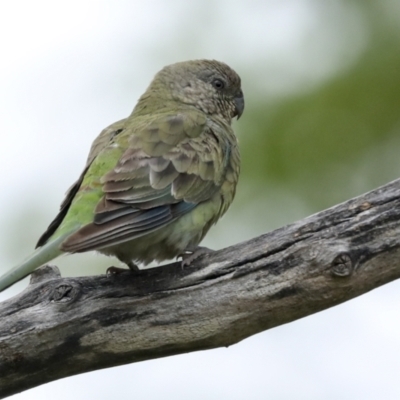 Psephotus haematonotus (Red-rumped Parrot) at Higgins, ACT - 19 Jan 2023 by AlisonMilton