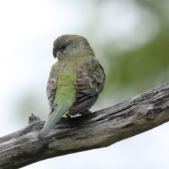 Psephotus haematonotus at Higgins, ACT - 19 Jan 2023 09:14 AM