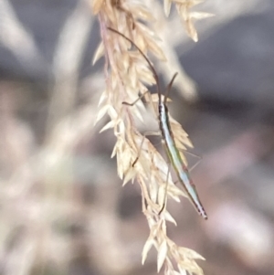 Mutusca brevicornis at Aranda, ACT - 22 Jan 2023