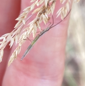 Mutusca brevicornis at Aranda, ACT - 22 Jan 2023