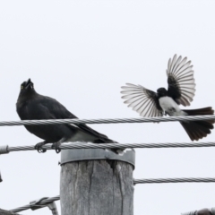 Rhipidura leucophrys (Willie Wagtail) at Higgins, ACT - 19 Jan 2023 by AlisonMilton