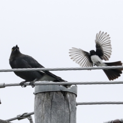 Rhipidura leucophrys (Willie Wagtail) at Higgins, ACT - 18 Jan 2023 by AlisonMilton