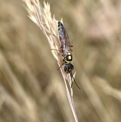 Agriomyia sp. (genus) (Yellow flower wasp) at Aranda, ACT - 22 Jan 2023 by Jubeyjubes