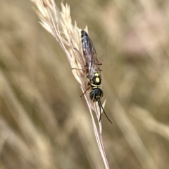 Agriomyia sp. (genus) (Yellow flower wasp) at Aranda, ACT - 22 Jan 2023 by Jubeyjubes
