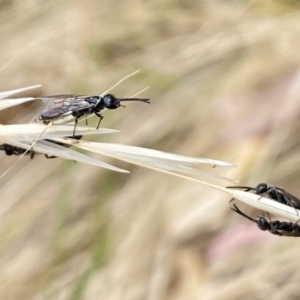 Tiphiidae (family) at Aranda, ACT - 22 Jan 2023