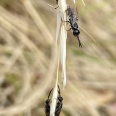 Tiphiidae sp. (family) at Aranda, ACT - 22 Jan 2023