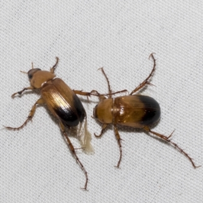 Phyllotocus macleayi (Nectar scarab) at Higgins, ACT - 15 Jan 2023 by AlisonMilton