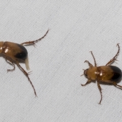 Phyllotocus macleayi at Higgins, ACT - 15 Jan 2023