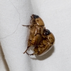 Cyclocephala signaticollis (Argentinian scarab) at Higgins, ACT - 15 Jan 2023 by AlisonMilton