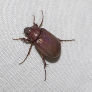 Rhopaea sp. (genus) at Higgins, ACT - 15 Jan 2023 10:01 PM