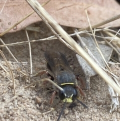 Cerceris sp. (genus) at Aranda, ACT - 21 Jan 2023