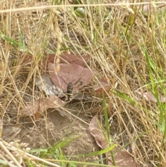 Cerceris sp. (genus) at Aranda, ACT - 21 Jan 2023