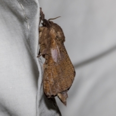 Elhamma australasiae (A Swift or Ghost moth (Hepialidae)) at Higgins, ACT - 15 Jan 2023 by AlisonMilton