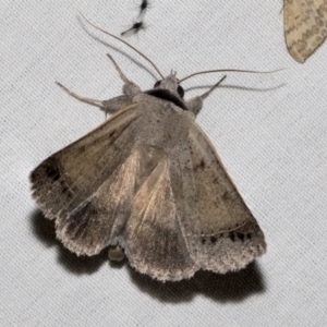 Pantydia sparsa at Higgins, ACT - 15 Jan 2023 10:03 PM