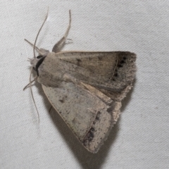 Pantydia sparsa at Higgins, ACT - 15 Jan 2023 10:03 PM