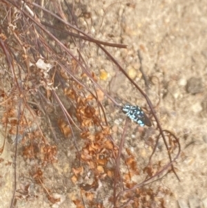 Thyreus sp. (genus) at Aranda, ACT - 21 Jan 2023