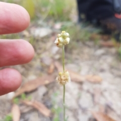 Pseudognaphalium luteoalbum (Jersey Cudweed) at Tinderry, NSW - 22 Jan 2023 by danswell
