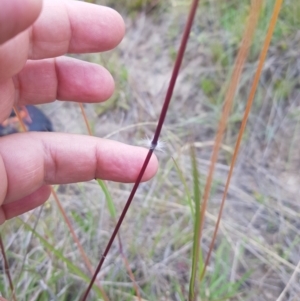 Sorghum leiocladum at Tinderry, NSW - 22 Jan 2023