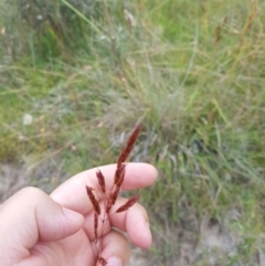 Sorghum leiocladum at Tinderry, NSW - 22 Jan 2023