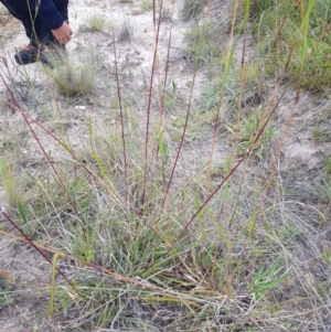 Sorghum leiocladum at Tinderry, NSW - 22 Jan 2023