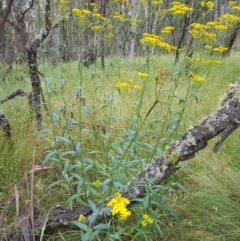 Senecio linearifolius (Fireweed Groundsel, Fireweed) at Tinderry, NSW - 22 Jan 2023 by danswell