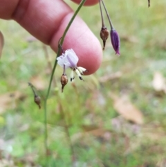 Arthropodium milleflorum (Vanilla Lily) at Tinderry, NSW - 22 Jan 2023 by danswell