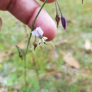 Arthropodium milleflorum at Tinderry, NSW - 22 Jan 2023