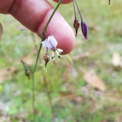 Arthropodium milleflorum (Vanilla Lily) at Tinderry, NSW - 22 Jan 2023 by danswell