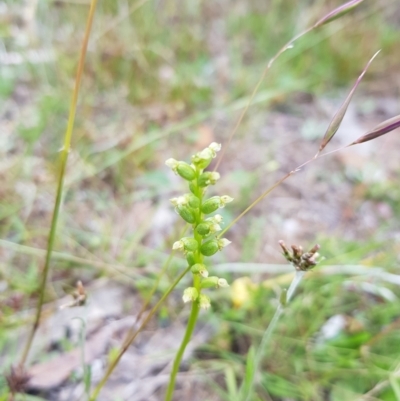 Microtis sp. (Onion Orchid) at Tinderry, NSW - 22 Jan 2023 by danswell