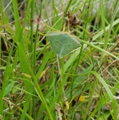 Euloxia meandraria (Two-lined Euloxia) at Mt Holland - 22 Jan 2023 by danswell