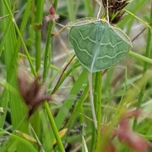 Euloxia meandraria at Tinderry, NSW - 22 Jan 2023