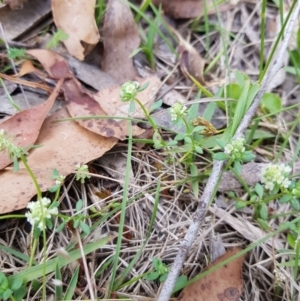 Poranthera microphylla at Tinderry, NSW - 22 Jan 2023 02:47 PM