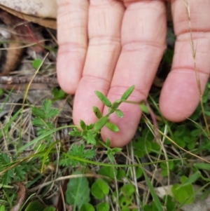 Gonocarpus tetragynus at Tinderry, NSW - 22 Jan 2023