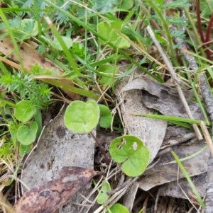 Dichondra repens at Tinderry, NSW - 22 Jan 2023