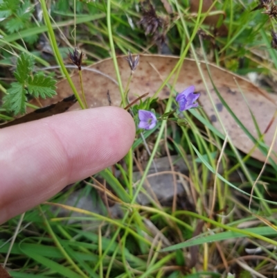 Veronica gracilis (Slender Speedwell) at Tinderry, NSW - 22 Jan 2023 by danswell