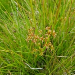 Juncus prismatocarpus (Branching Rush) at Tinderry, NSW - 22 Jan 2023 by danswell